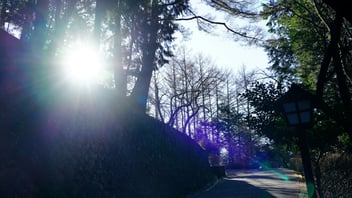 Morning sun shining through trees over a quiet uphill path