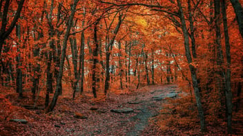 Sunlit autumn forest clearing
