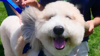 Happy fluffy white dog on the grass being petted by its owners