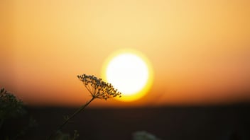 Sun rising over a field of flowers