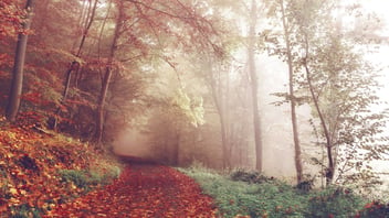 Path of fallen leaves winding forward through the mist