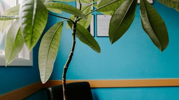Comfortable counseling space with greenery