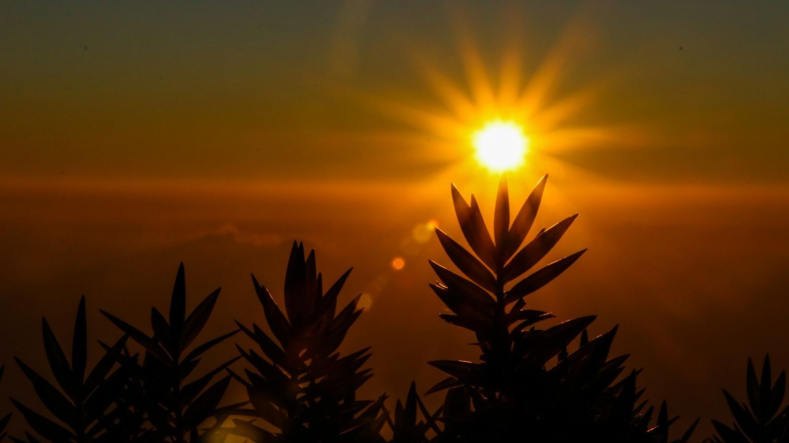 Golden sun rising behind leafy plants at dawn, a hopeful start to the day