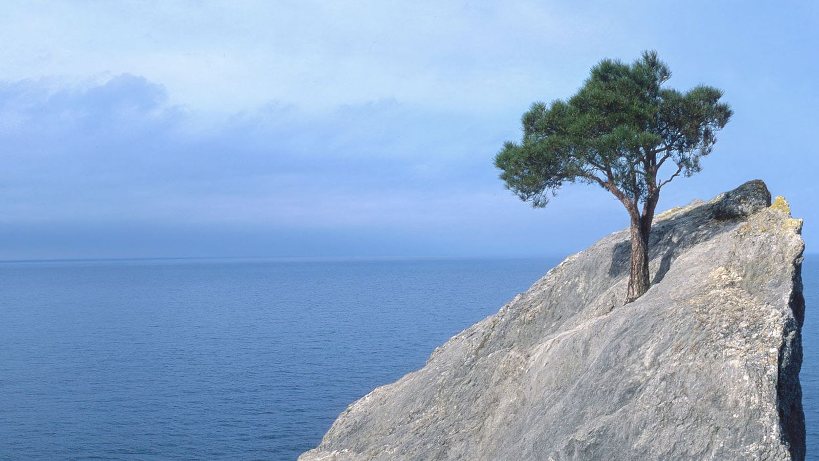 Lone evergreen tree growing from a rocky cliff above a calm ocean