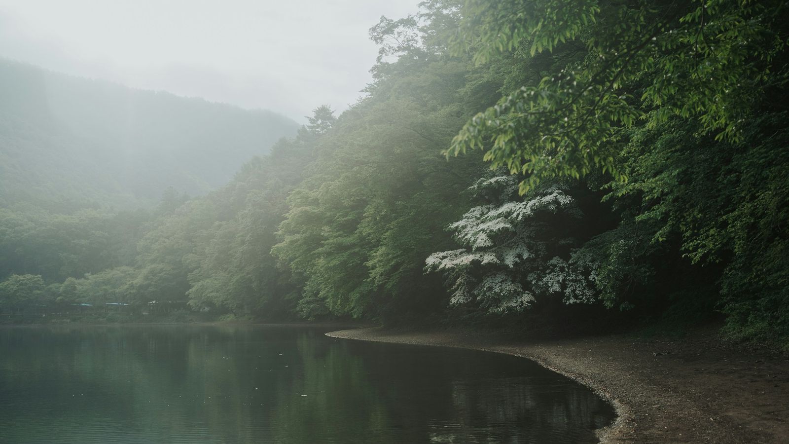 Green forest along a quiet river