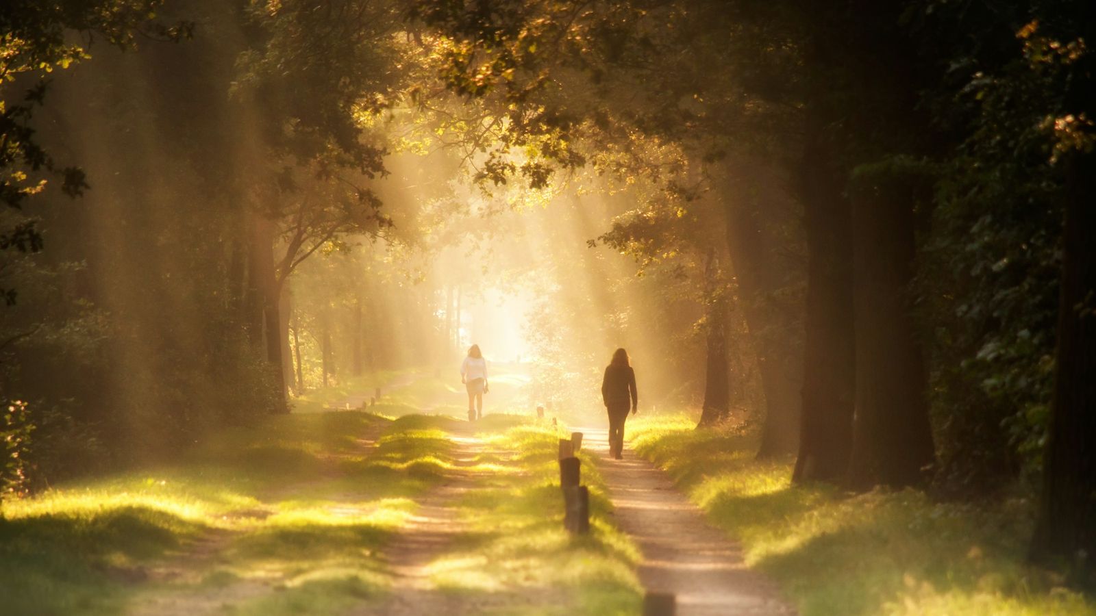 Morning sunlight streaming across a tree lined path as two people walk toward the light