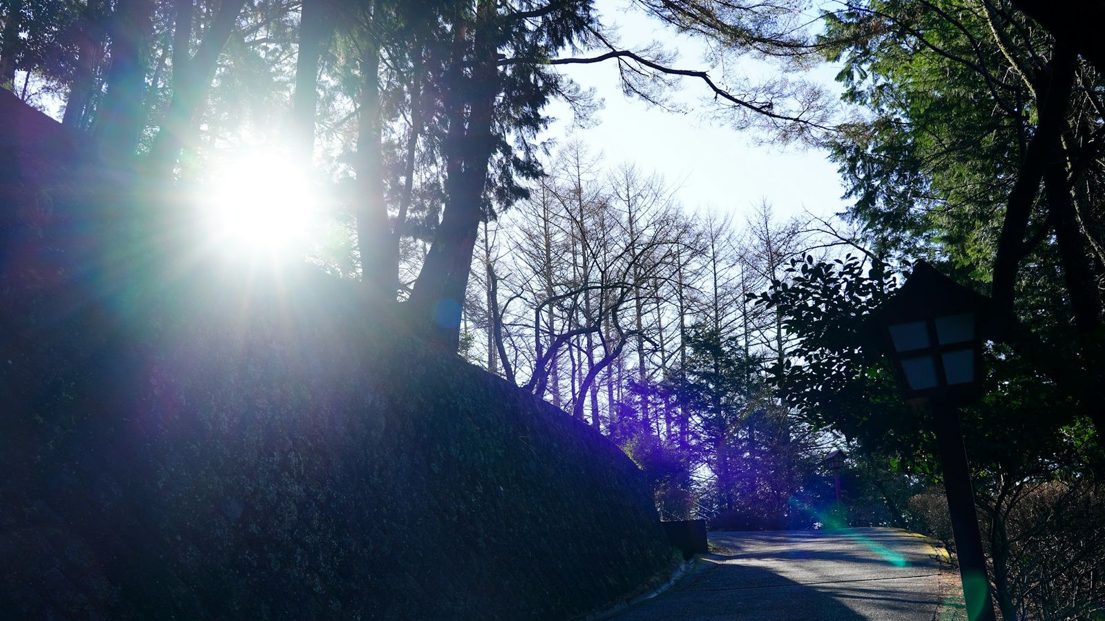 Morning sun shining through trees over a quiet uphill path