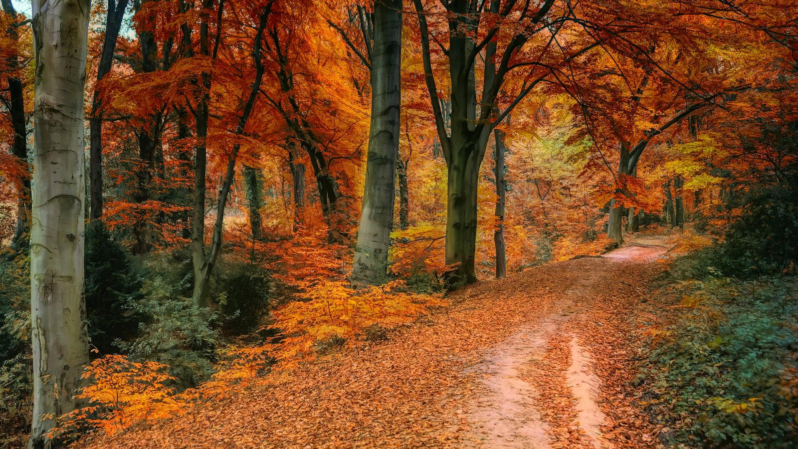 Autumn trees turning with the season