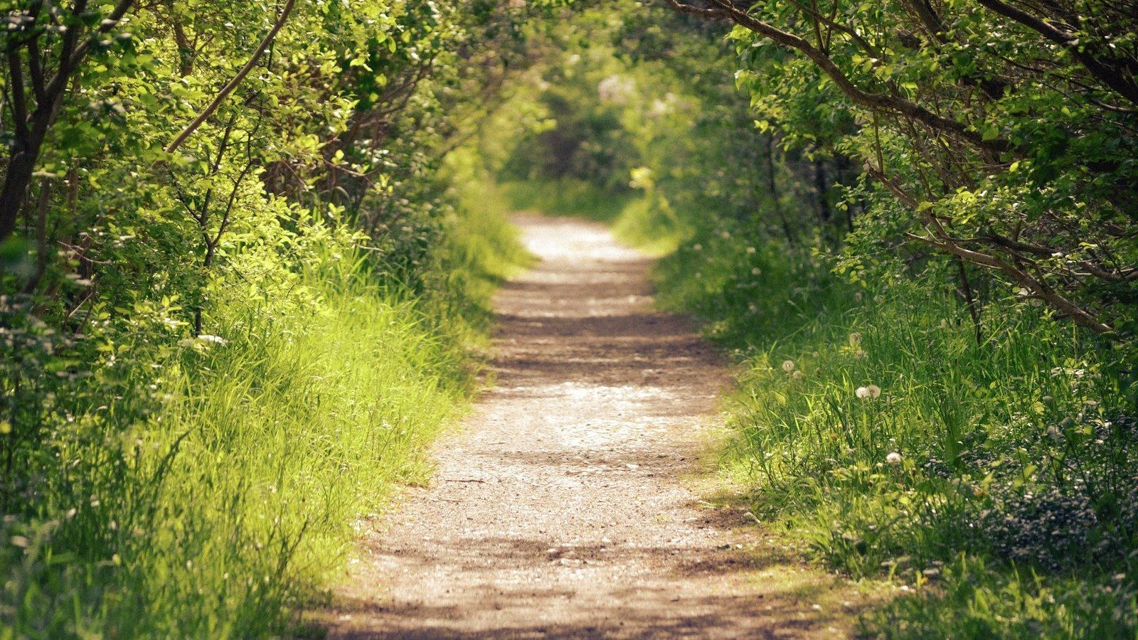 A quiet dirt path winds through sunlit green trees