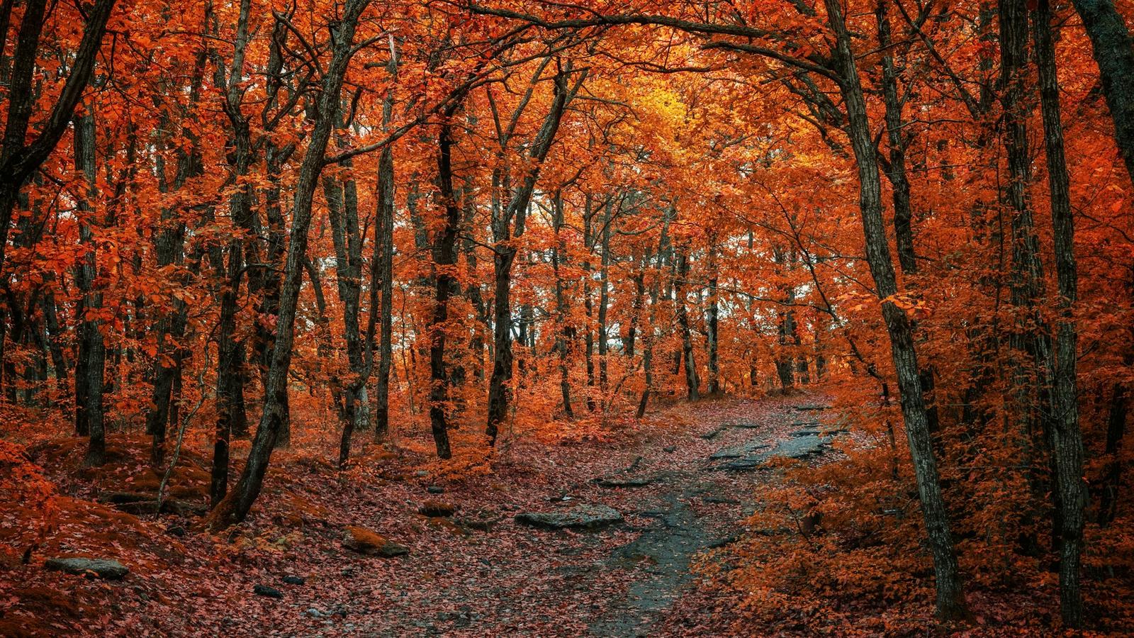 Sunlit autumn forest clearing