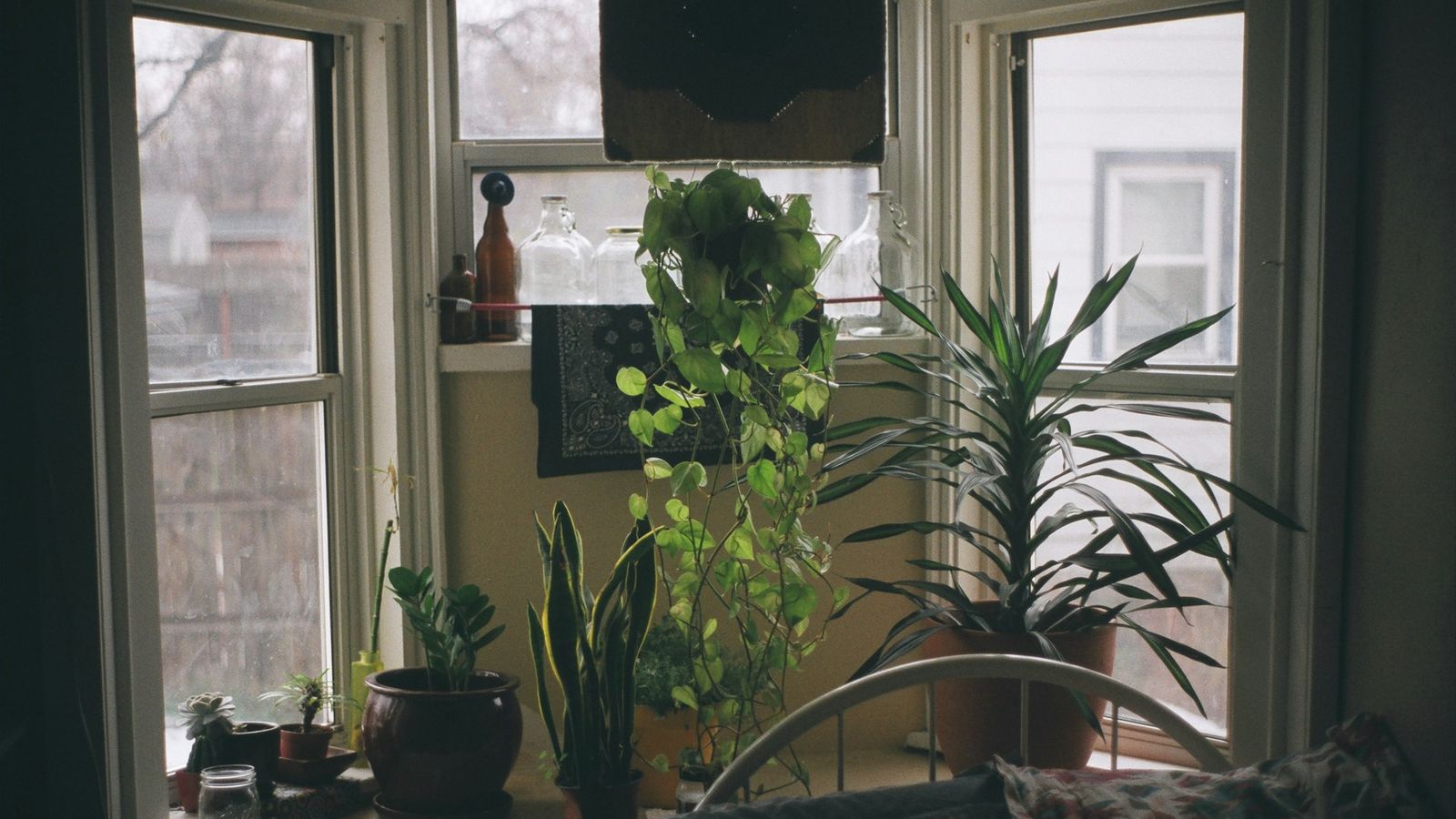 a green plant in warm light on a windowsill