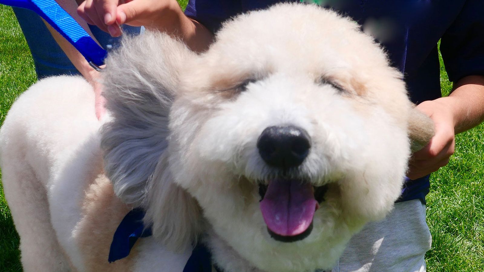 Happy fluffy white dog on the grass being petted by its owners