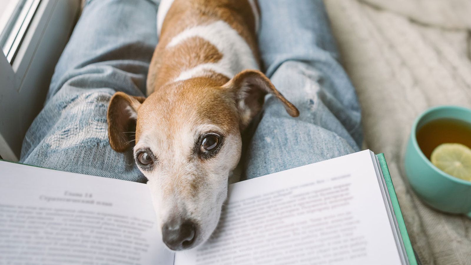Small dog resting its head on an open book in a person's lap