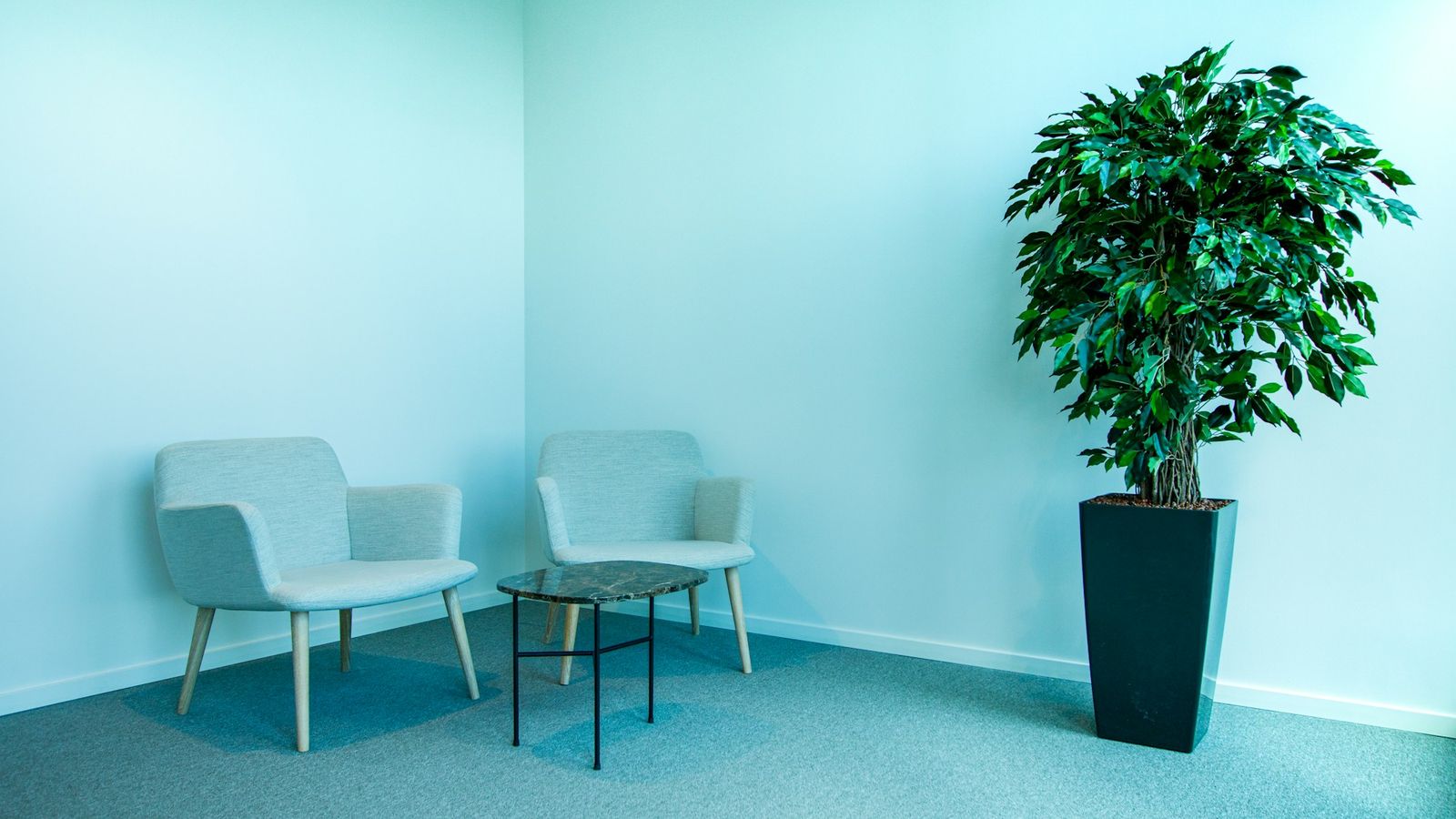 Welcoming room with two chairs and a plant