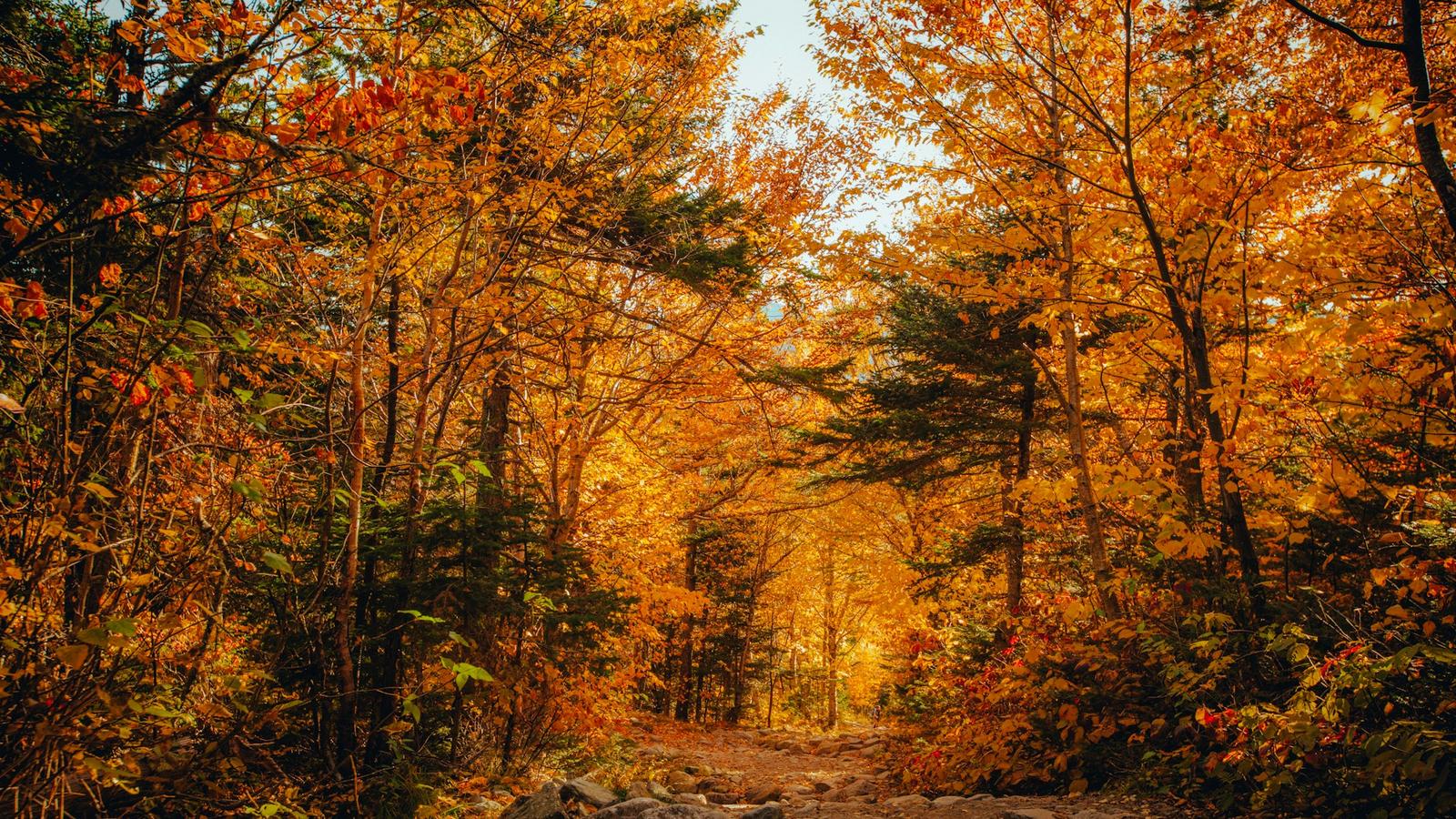 Rocky trail through open woods