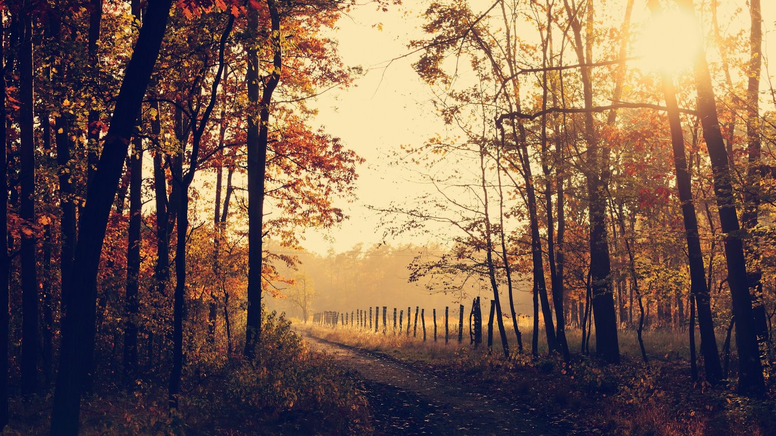 Tree-lined walking path in golden light